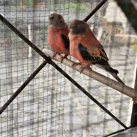 Tropical Dream Farm *